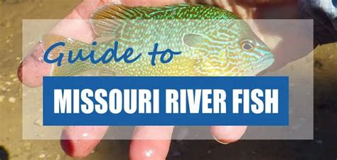 Can You Swim in the Missouri River? And Why Do Fish Wear Sunglasses?